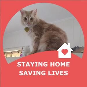 Meet your Posher, Cat